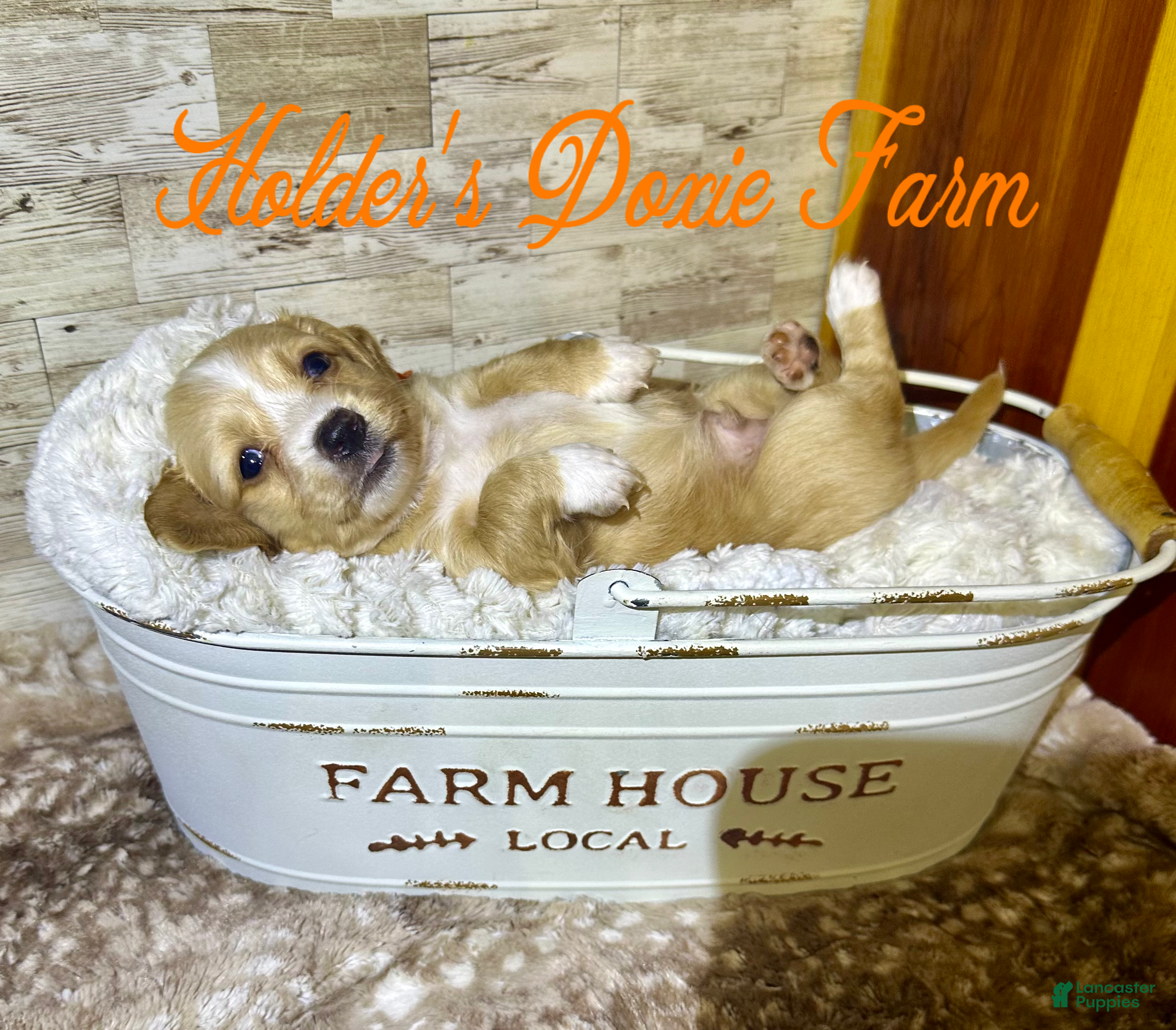 Miniature Dachshund dogs Happy - Ad 36