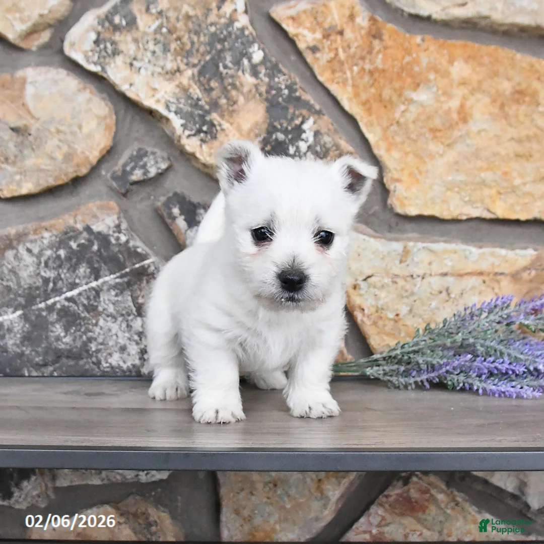 West Highland Terrier dogs for sale: Tasha - Ad 3