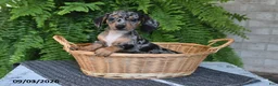 Miniature Dachshund dogs for sale: Mindy - Ad 4