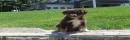 Australian Shepherd dogs for sale: Petunia  - Ad 1
