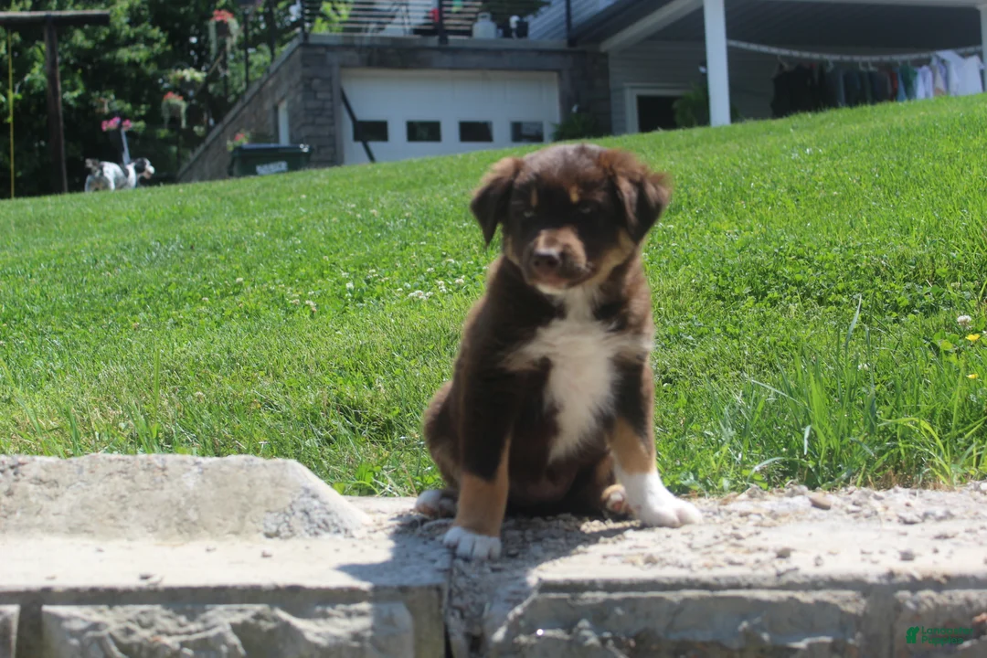Australian Shepherd dogs for sale: Petunia  - Ad 1