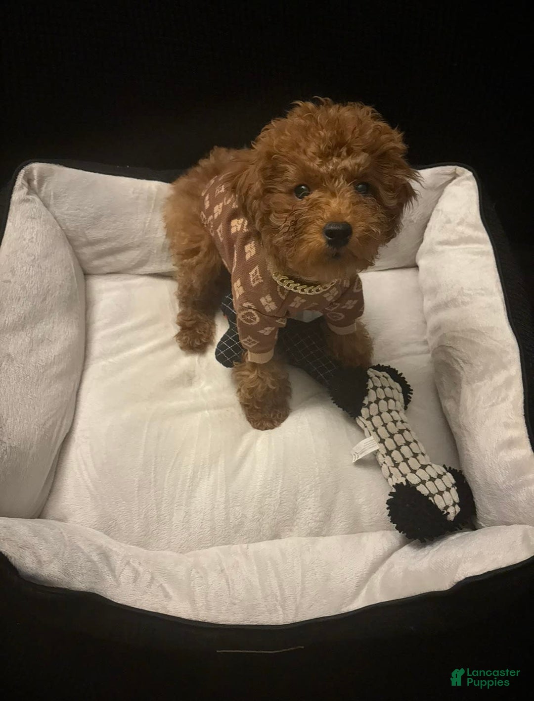 Gallery Image {{count}}