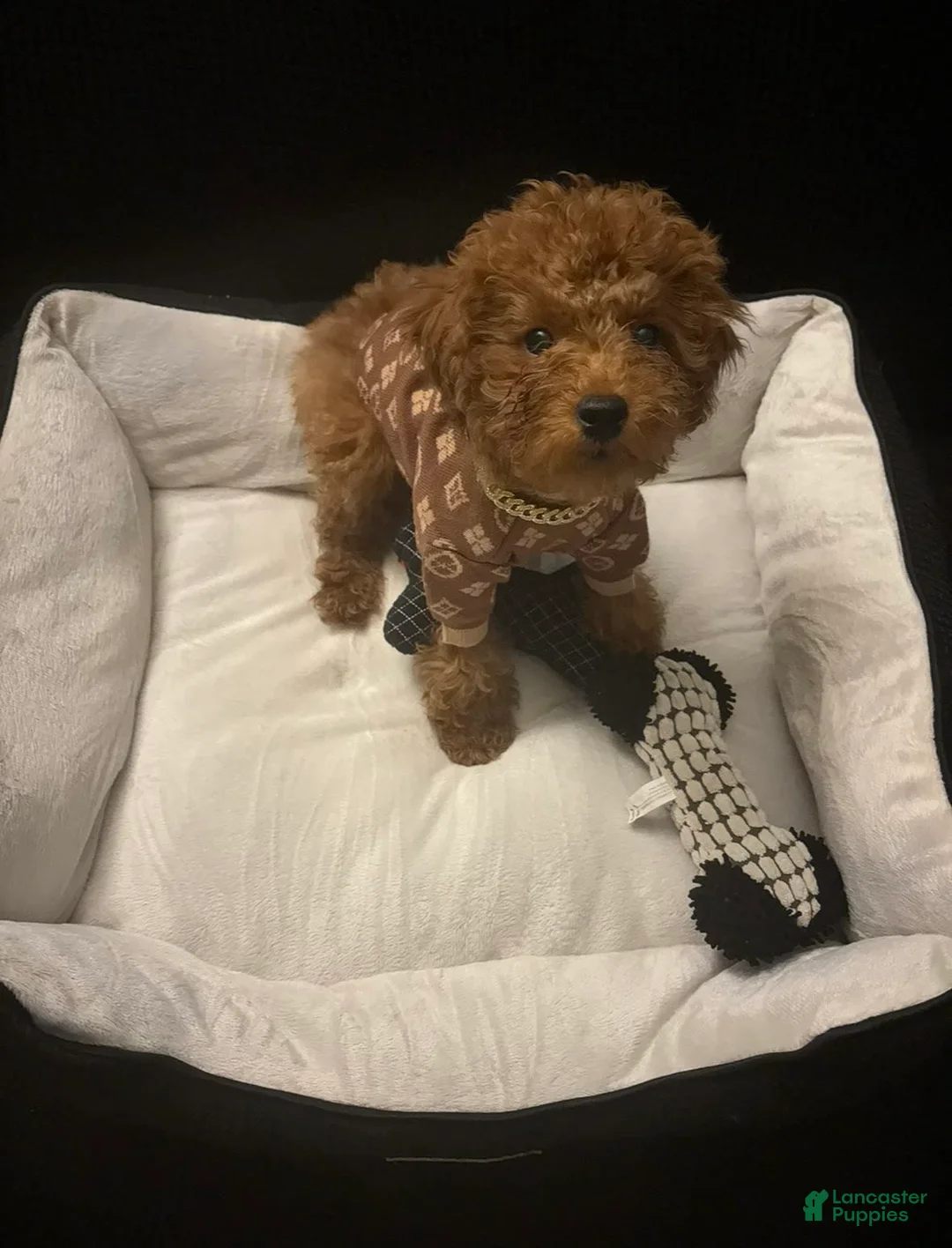 Gallery Image {{count}}