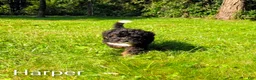 Mini Bernedoodle dogs for sale: Harper - Ad 2