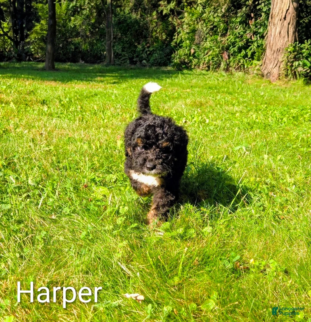 Mini Bernedoodle dogs for sale: Harper - Ad 2