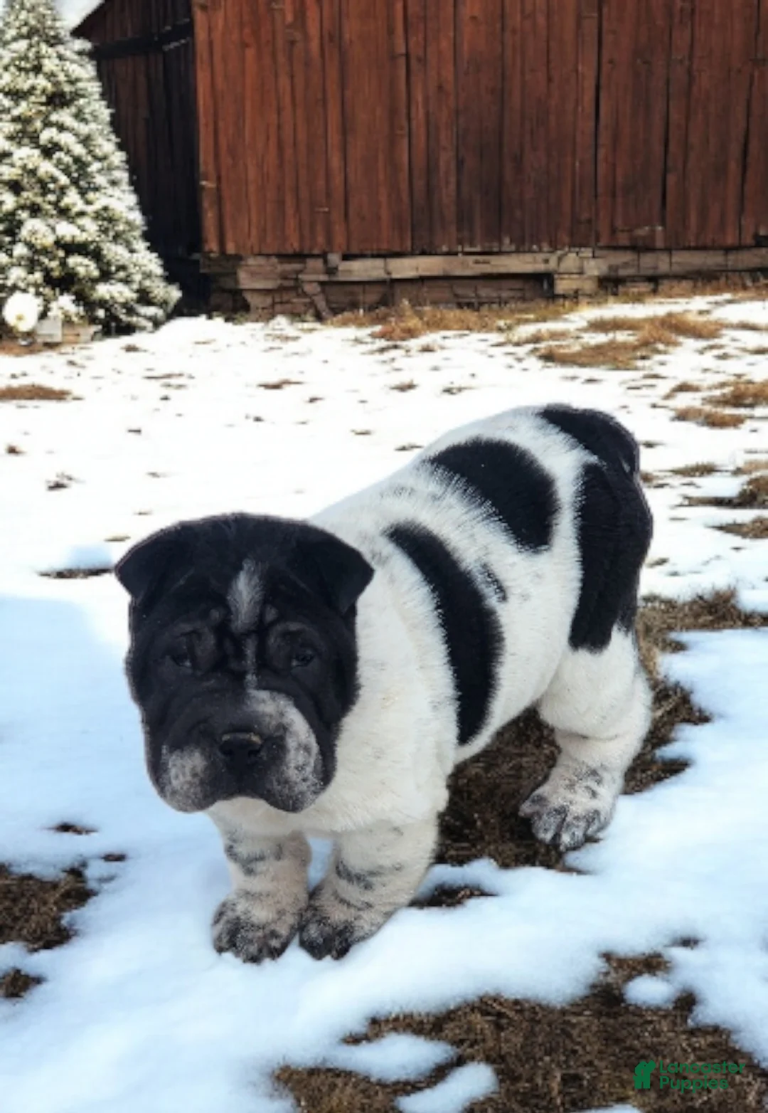 Shar Pei dogs for sale: Oreo black flower mini - Ad 28