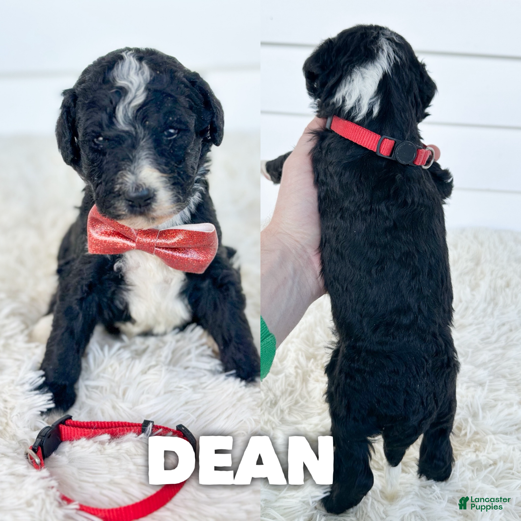Aussiedoodle dogs Dean - standard f1b - Ad 42