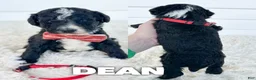 Aussiedoodle dogs for sale: Dean - standard f1b - Ad 1