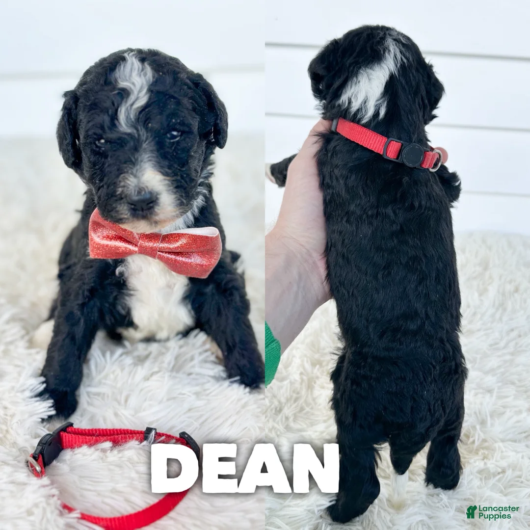 Aussiedoodle dogs for sale: Dean - standard f1b - Ad 1