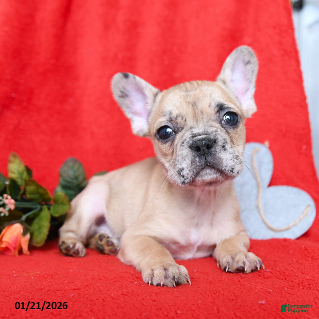 French Bulldog dogs for sale: Dijon - Ad 2