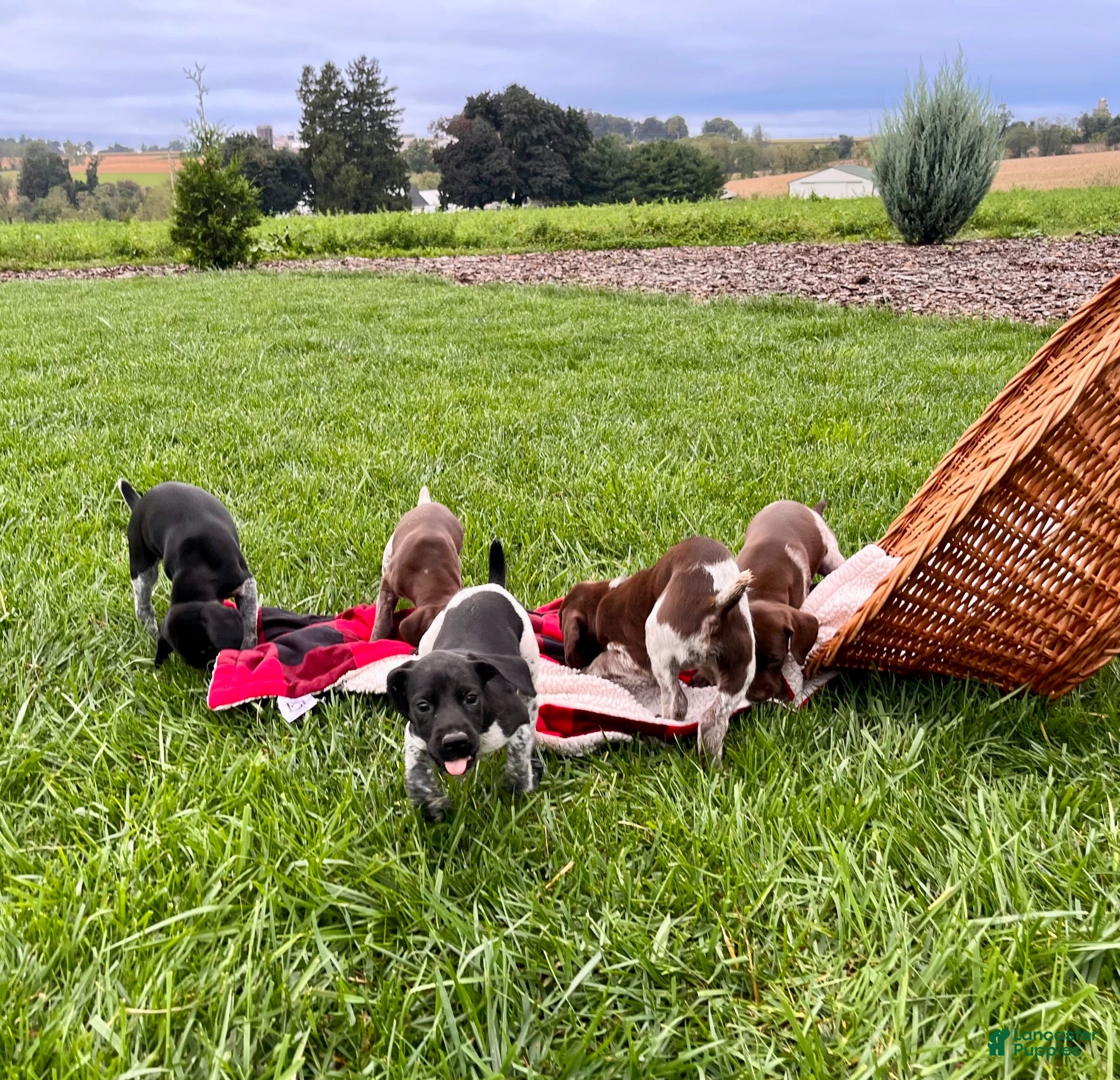 German Shorthaired Pointer dogs Special Jack❤️AKC Registered🐾Text or Call - Ad 2