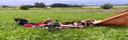 German Shorthaired Pointer dogs for sale: Gunner❤️AKC Registered - Ad 4