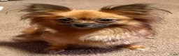 Mixed Breed dogs for sale: Sebastian  - Ad 7