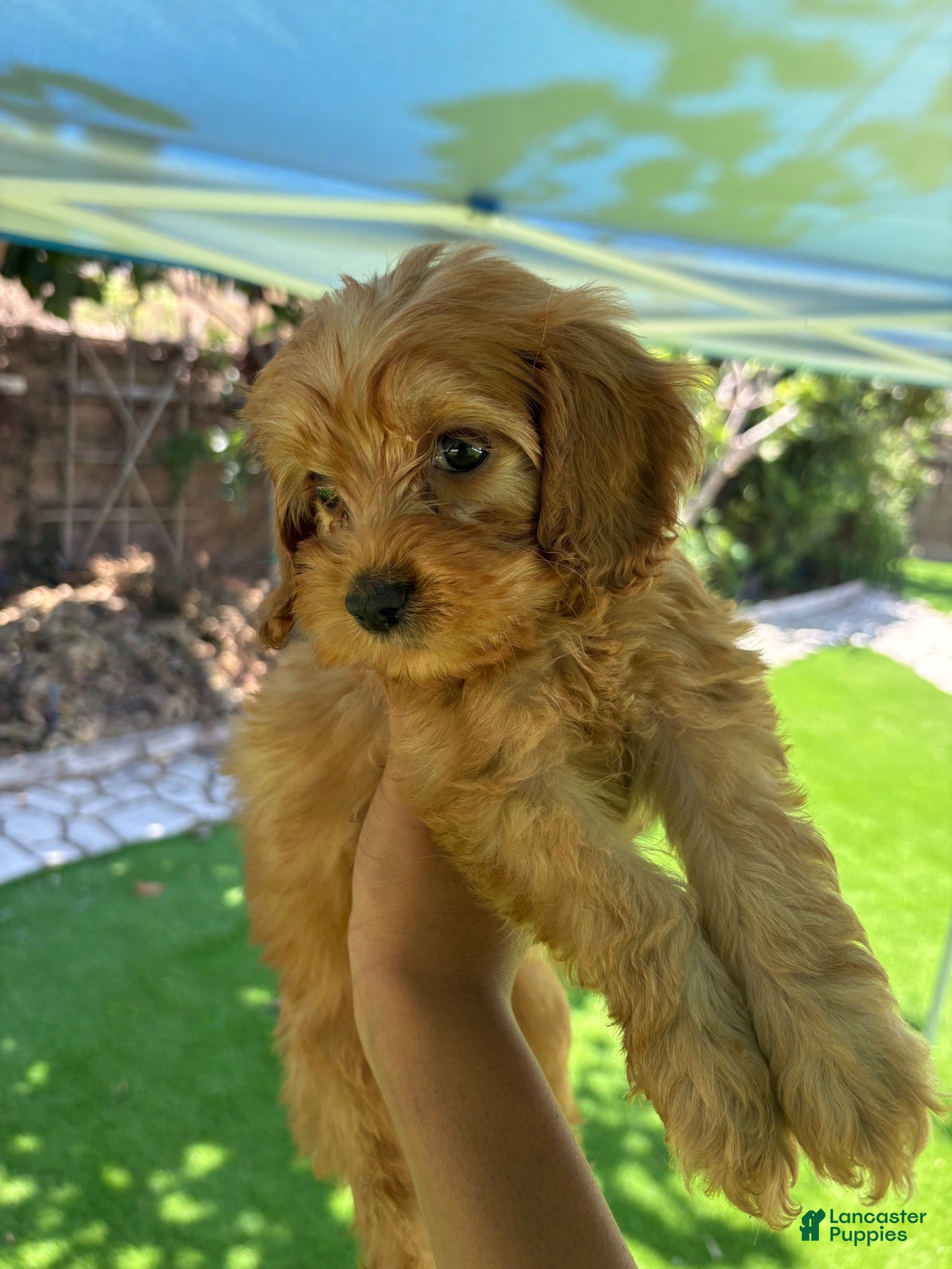 Maltipoo dogs Maltipoo 3 - Ad 21