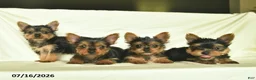 Yorkshire Terrier dogs for sale: Lily  - Ad 5