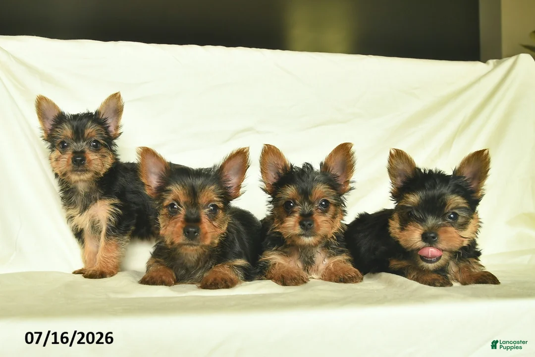 Yorkshire Terrier dogs for sale: Lily  - Ad 5