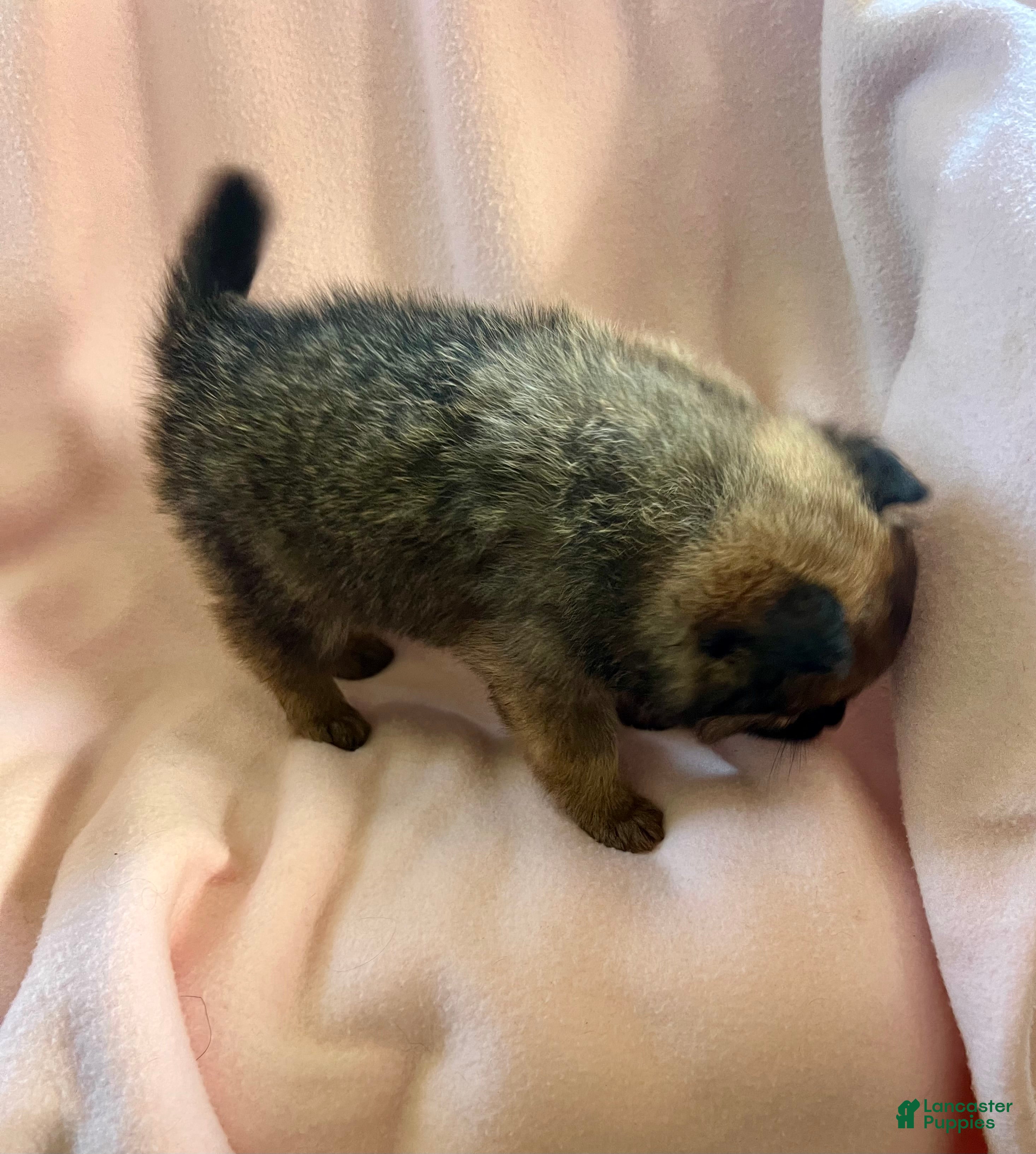 Pomeranian dogs Marlene - Ad 2