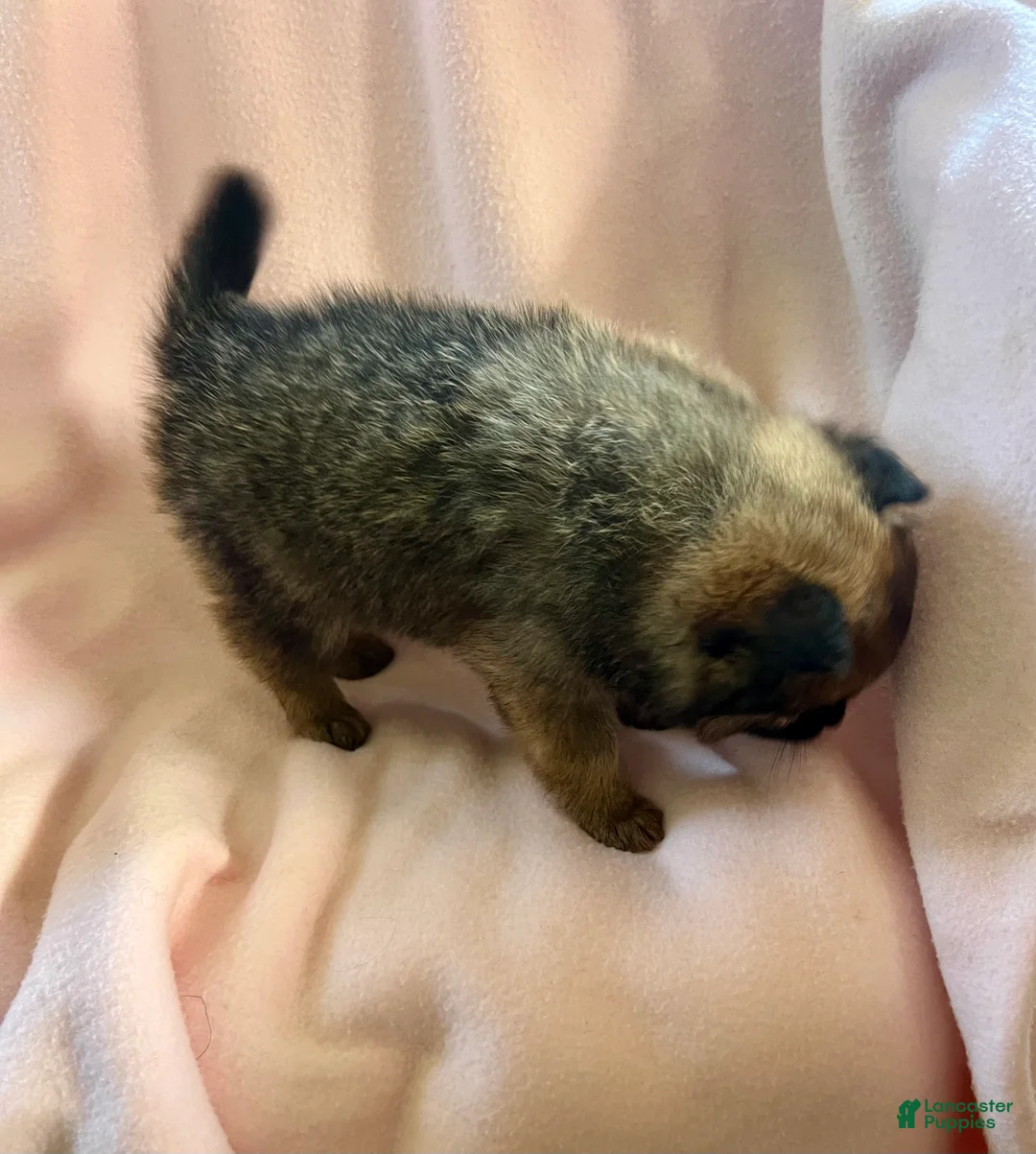 Pomeranian dogs for sale: Marlene - Ad 2