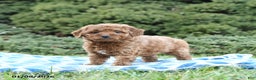 Mini Goldendoodle dogs for sale: Saffron - Ad 2