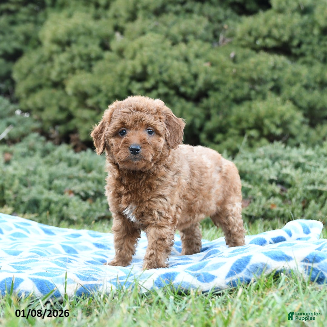 Mini Goldendoodle dogs for sale: Saffron - Ad 2