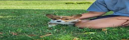 Welsh Corgi Pembroke dogs for sale: Birch - Ad 4