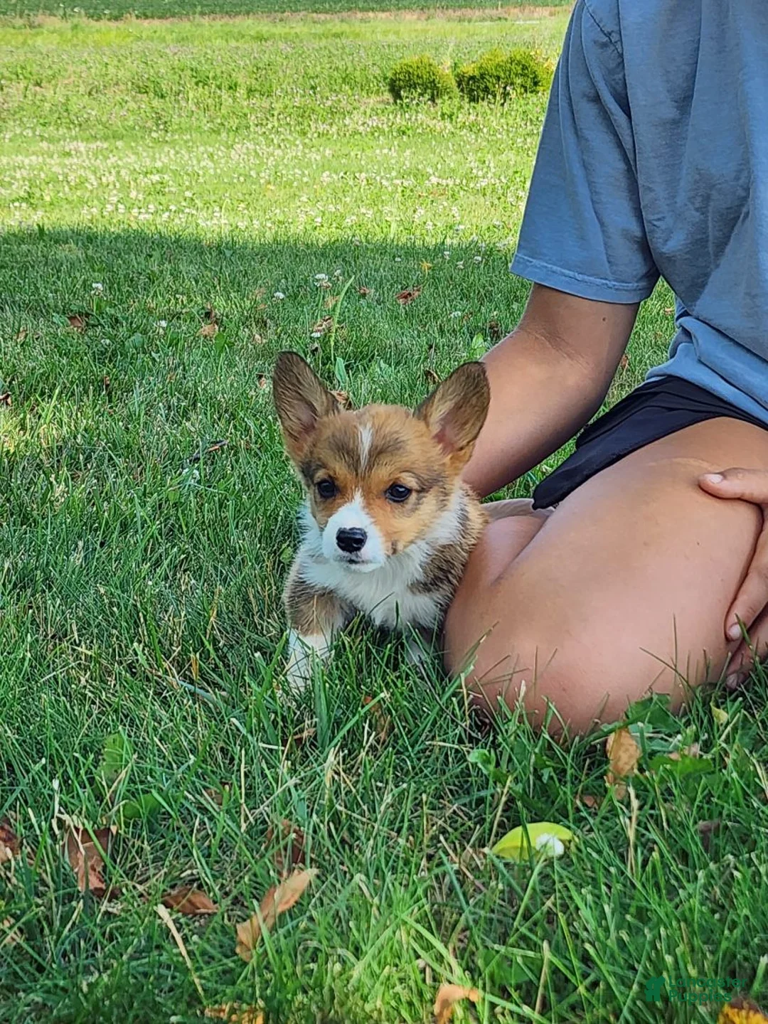 Welsh Corgi Pembroke dogs for sale: Birch - Ad 4