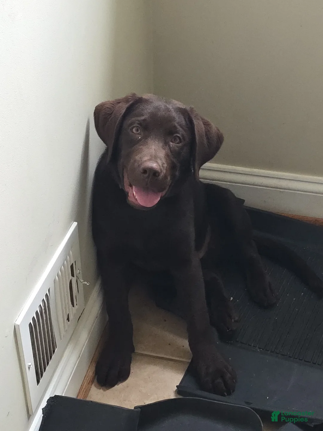 Labrador Retriever dogs for sale: Labrador Retriever Puppy 1 - Ad 2