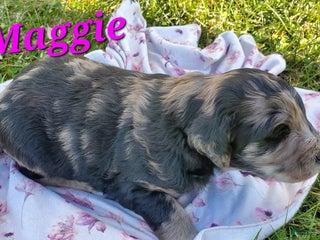 Mixed Breed dogs - Ad 14