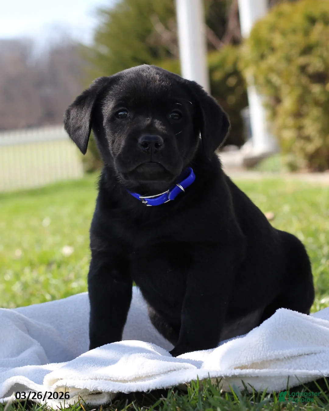 Labrador Retriever dogs for sale: Benji - Ad 1