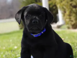 Labrador Retriever dogs for sale: Benji - Ad 3