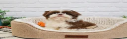 Shih Tzu dogs for sale: Andre  - Ad 4