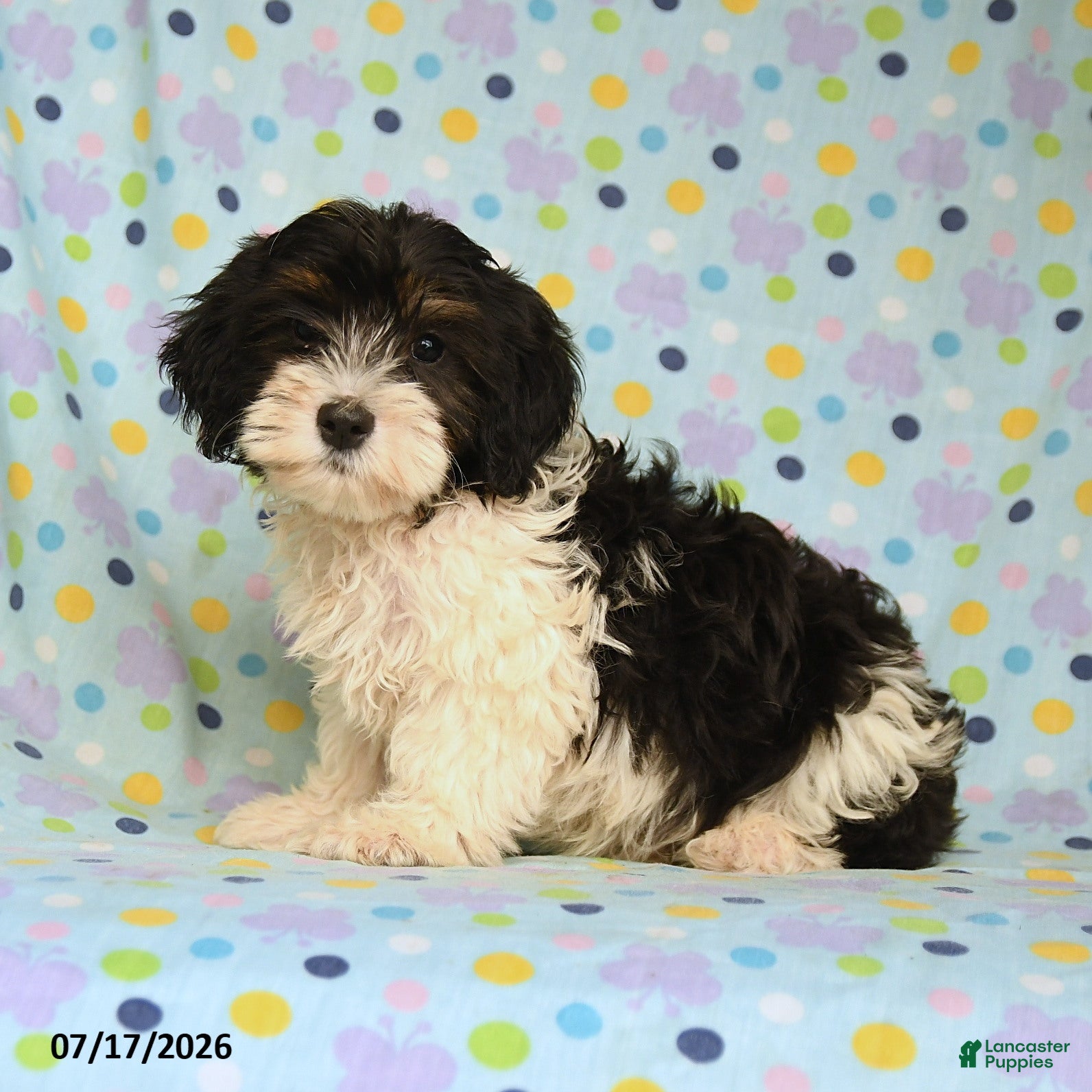 Shihpoo dogs Shane - Ad 1