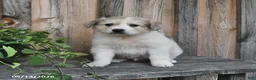 Mixed Breed dogs for sale: Finn - Ad 3