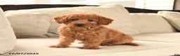 Miniature Labradoodle dogs for sale: Rusty - Ad 12