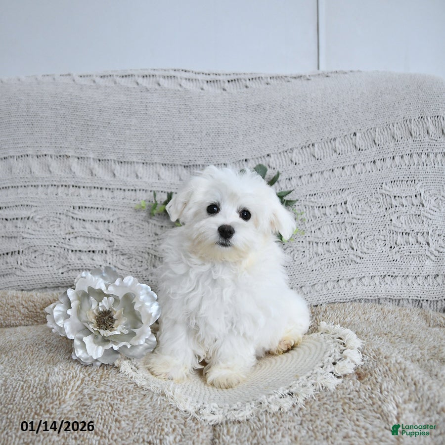 Maltese dogs Frosty - Ad 7