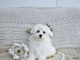 Maltese dogs Frosty - Ad 10