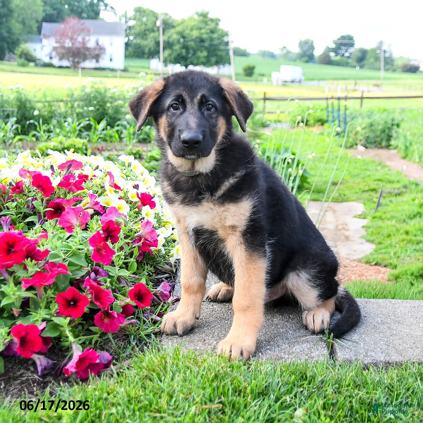 Mixed Breed dogs River  - Ad 1
