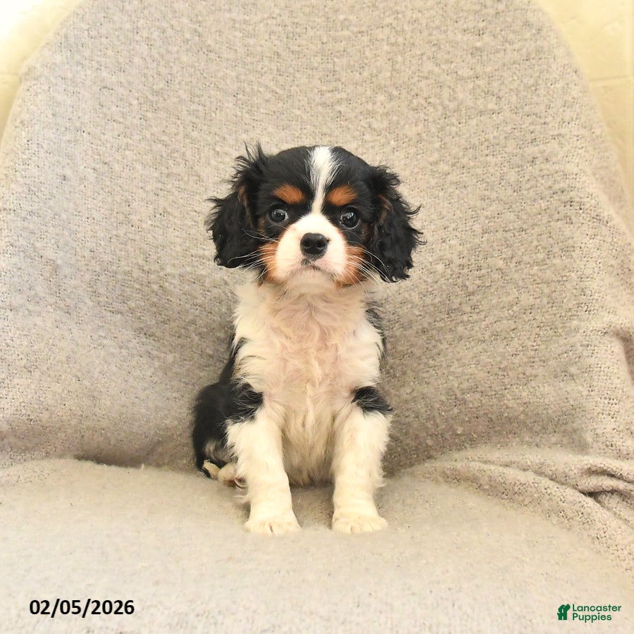 Cavalier King Charles Spaniel dogs Cuddles - Ad 2