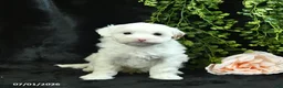 Maltipoo dogs for sale: Harrison  - Ad 3