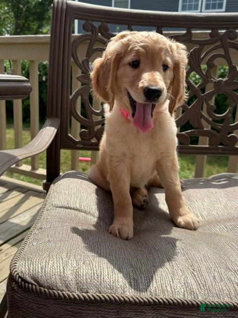 Goldendoodle dogs Ruth - Ad 1
