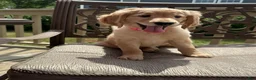 Goldendoodle dogs for sale: Ruth - Ad 5