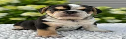 Mixed Breed dogs for sale: Hazel  - Ad 6