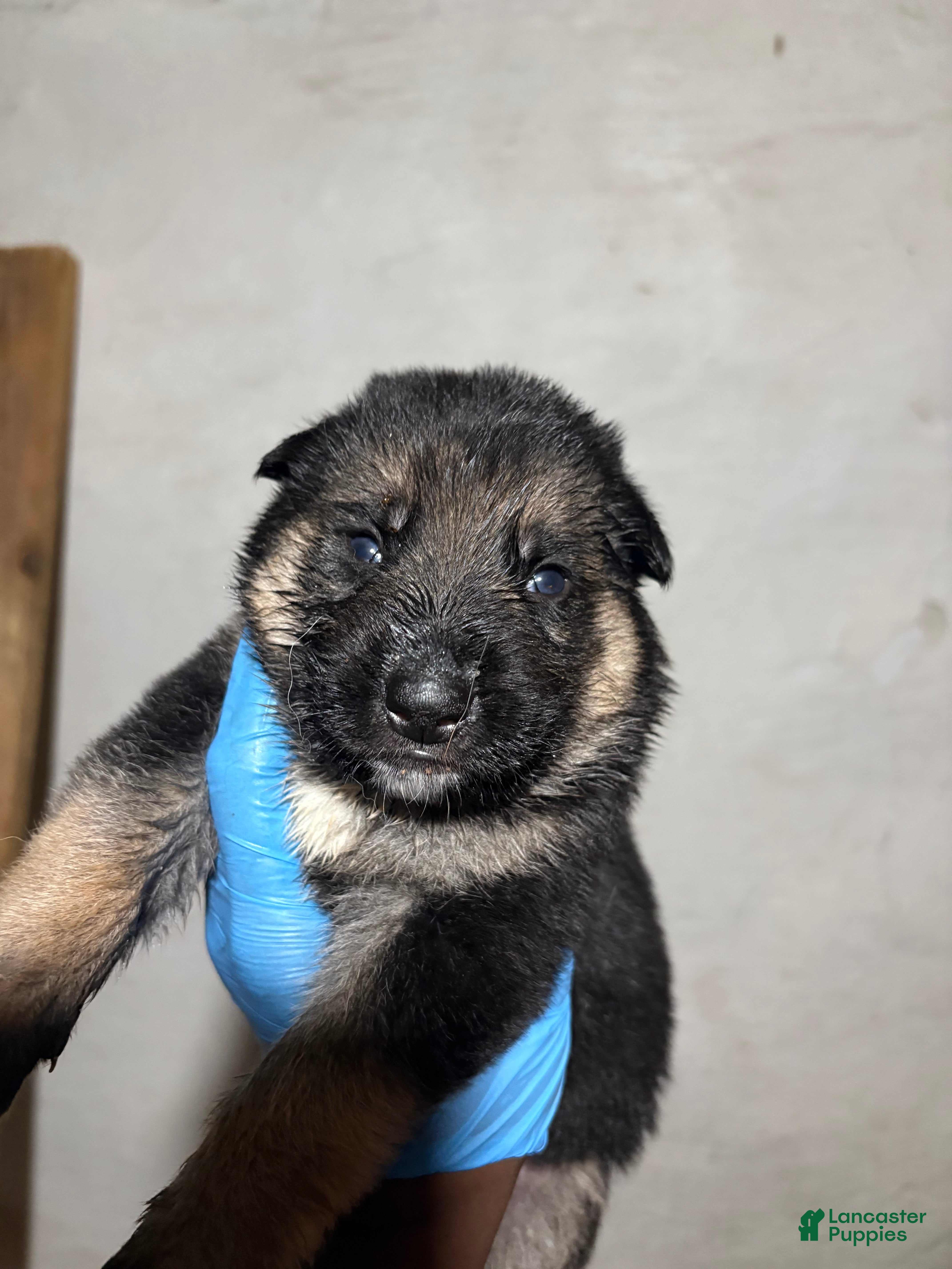 German Shepherd dogs German Shepherd 4 - Ad 4