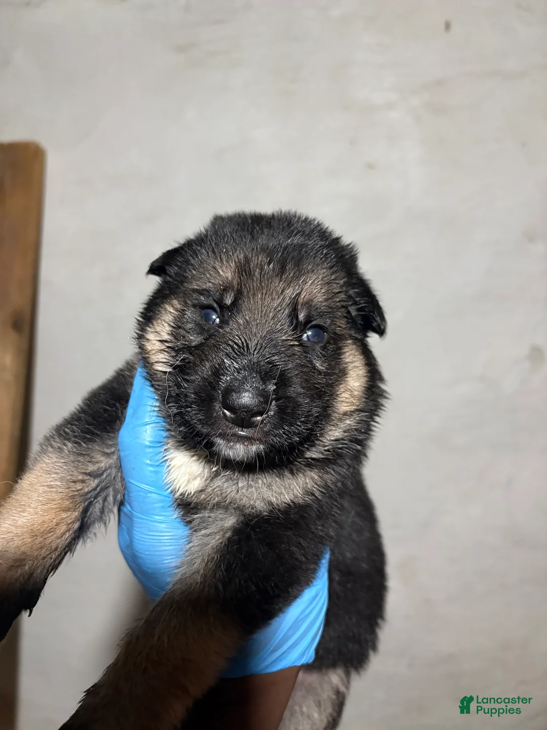 German Shepherd dogs for sale: German Shepherd 4 - Ad 1