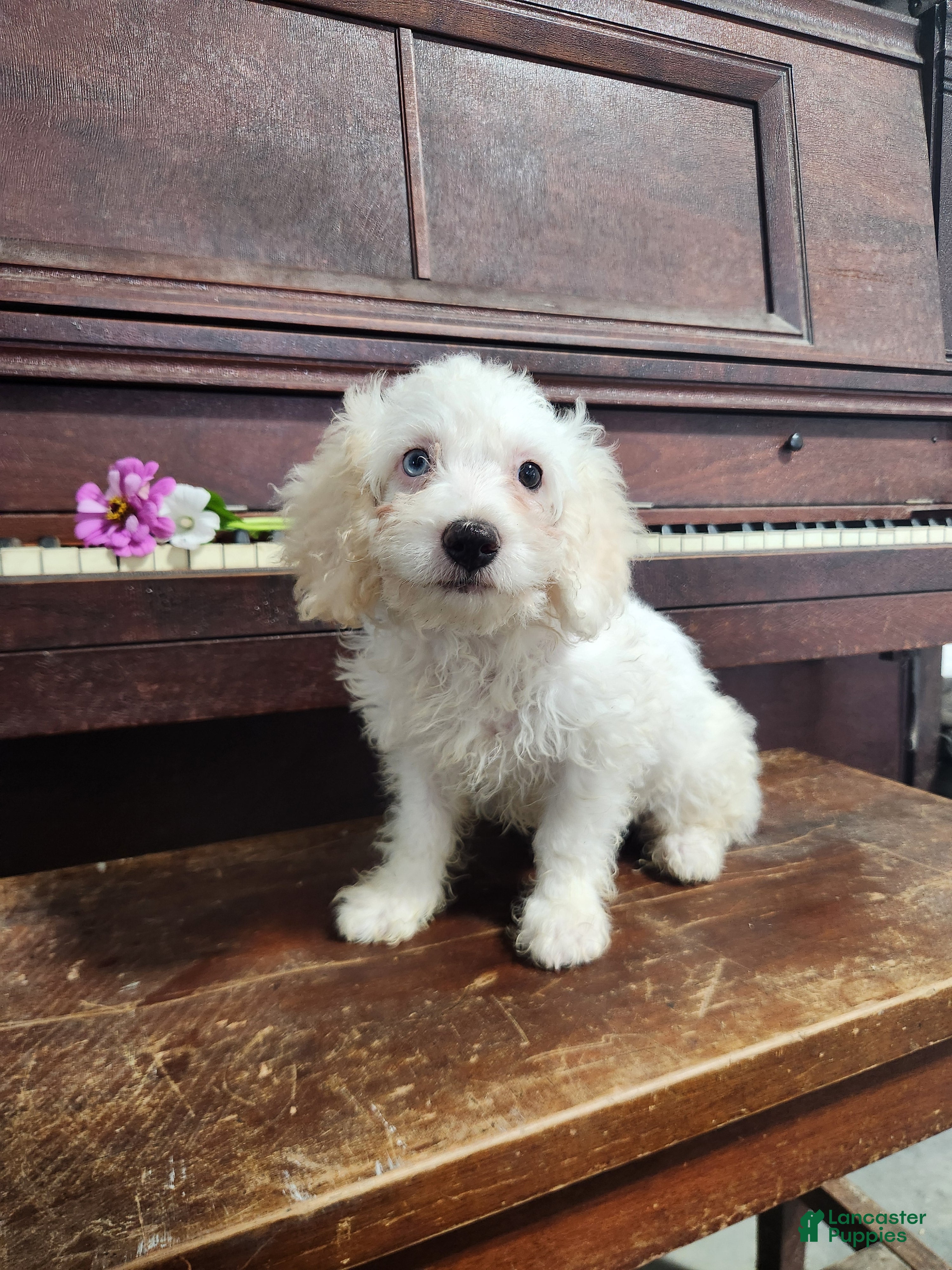 Cockapoo dogs Vanilla - Ad 2