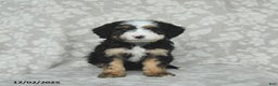 Mini Bernedoodle dogs for sale: Taffy - Ad 2