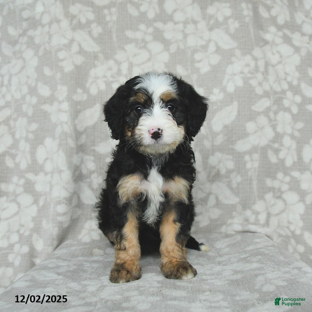 Mini Bernedoodle dogs for sale: Taffy - Ad 2