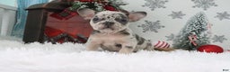 French Bulldog dogs for sale: Addie - Ad 3