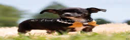 Chihuahua dogs for sale: Moonie - Ad 3