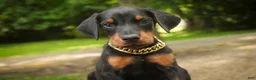 Doberman Pinscher dogs for sale: Leopold - Ad 7
